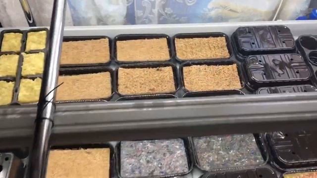 ГИДРОПОНИКА. СЕРИЯ 2. Обзор: агровата, кокосовый ковёр. Хранение семян. микрозелень на гидропонике смотреть онлайн