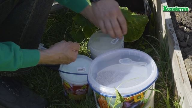 Огурцы и кукуруза помогают друг другу! Два урожая с одной грядки.