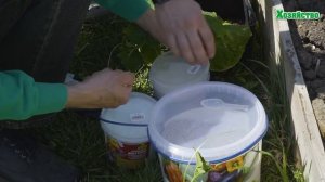 Огурцы и кукуруза помогают друг другу! Два урожая с одной грядки.