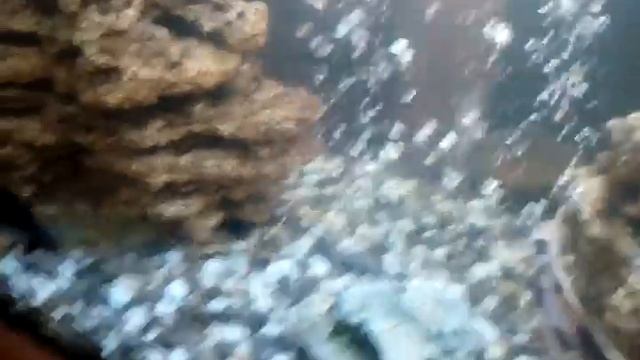 Полиптерус против цихлид смотреть онлайн