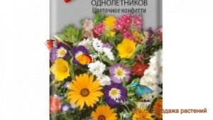Смесь низкая Смесь низких однолетников Цветочное конфетти ? обзор: как сажать, семена смеси