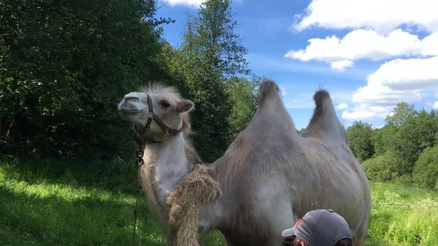 Знакомство с верблюдом в Павловске, Санкт-Петербург. смотреть онлайн
