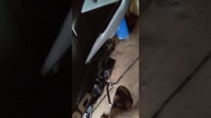 Как завести мотоцикл на холодную.