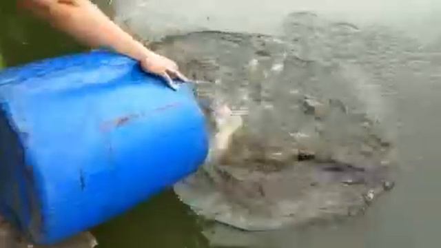 Осетр. Ольгово. Верхний смотреть онлайн