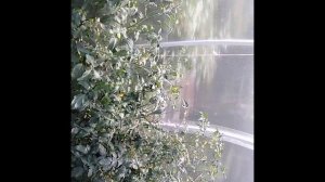 Наши огурцы и помидоры на даче.