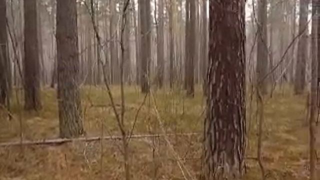 Пение птиц. Весна смотреть онлайн