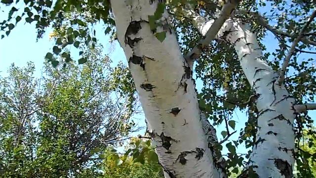 Старые берёзы в окрестностях Караганды смотреть онлайн