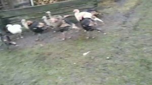 Обзор индюков???. Как выбрать хороших индюков на племя...Кури не несутся ???