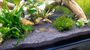 Брачные игры Псевдомугил Паскай Красный Неон (Pseudomugil cf.  paskai var. "Red neon")