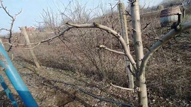Интенсивная формировка. Итальянская пальметта для груши и яблони.