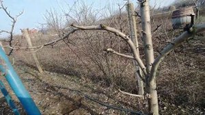 Интенсивная формировка. Итальянская пальметта для груши и яблони.