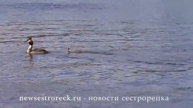 Семейство Крохалей переплывают озеро Разлив смотреть онлайн