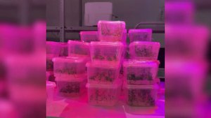 'Микроклональное размножение сирени' - Алексей Горбунов