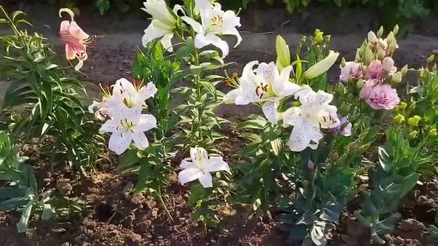 ЛИЛИЯ ВОСТОЧНАЯ Экстраваганза смотреть онлайн