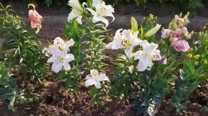 ЛИЛИЯ ВОСТОЧНАЯ Экстраваганза