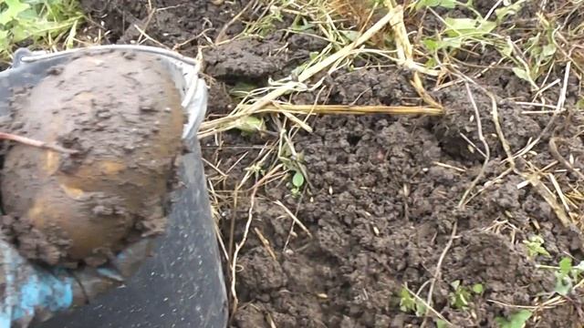 УРОЖАЙ КАРТОФЕЛЯ 2019 смотреть онлайн