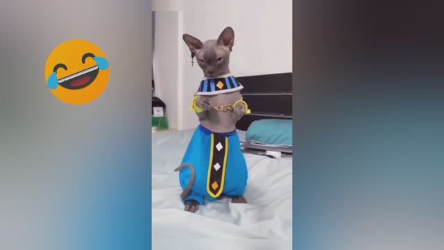 КОШАЧЬЯ МОДА ? Приколы с котами 2022