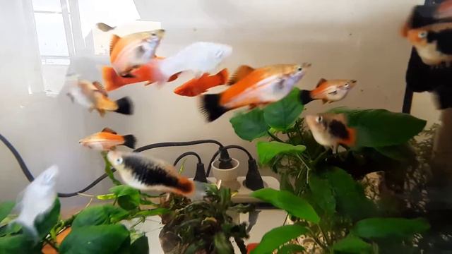 Пополнение приехали меченосцы ада