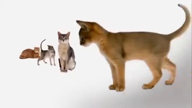 Абиссинская кошка смотреть онлайн