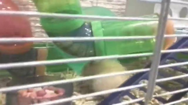 Мое домашнее животное !!! смотреть онлайн