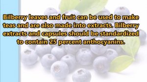 What Is Bilberry?- Health Benefits of Bilberry- Vaccinium myrtillus