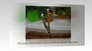 ПАХИСТАХИС или ЗОЛОТОЙ ЛЕДЕНЕЦ | Уход и разведение в домашних условиях