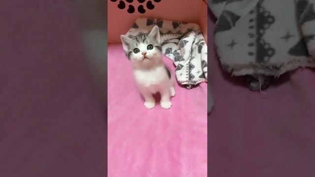 My Little Pet Funny & Cute Doing #cute dog #cute pet Epic#0276 смотреть онлайн