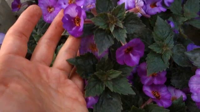 Ахименес Little Lulu смотреть онлайн