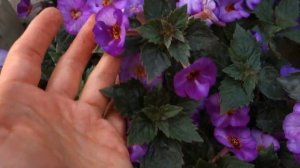 Ахименес Little Lulu