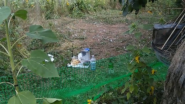 Эффективные ловушки для ос, из подручных средств.mp4 смотреть онлайн