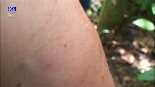 Sangre de drago * Croton lechieri смотреть онлайн