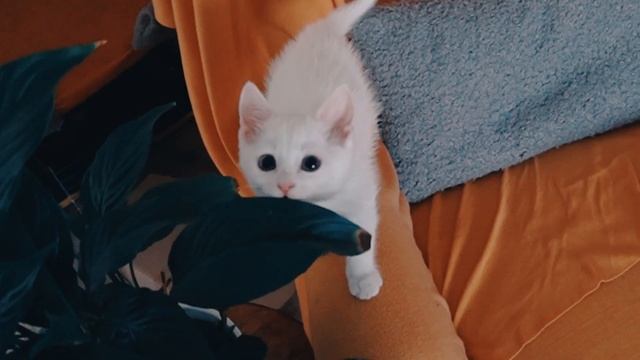 Как украсить комнату | Декор стен и подушки своими руками смотреть онлайн