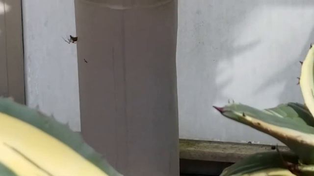 AGAVE PARRYI "CREAM SPIKE" SUCCULENT смотреть онлайн