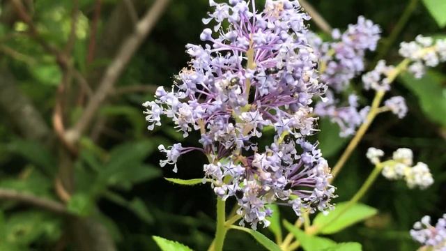 Ceanothe 'Ceanothus delilianus' 'Gloire de Versailles' Fleurs bleu corail смотреть онлайн