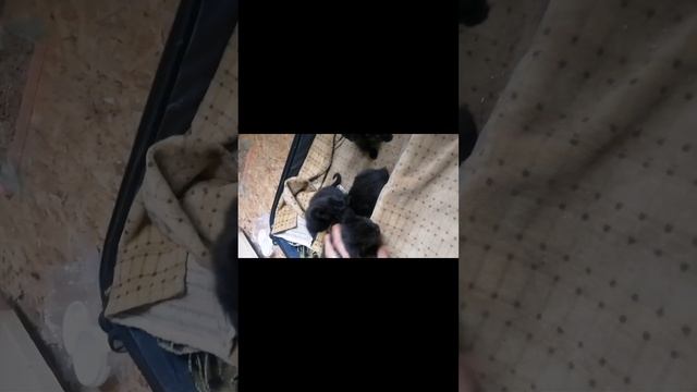 Чёрные котята отдам в хорошие руки - в добрые руки... Чёрный котики приносят дом счастья...
