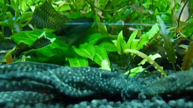 Вуалевый сом . смотреть онлайн