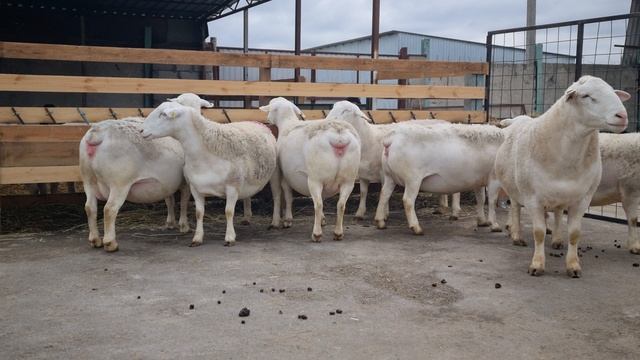 Белый Дорпер Австралийской генетики. White Dorper #георгиевскийдорпер #dorper #дорпер #белыйдорпер смотреть онлайн