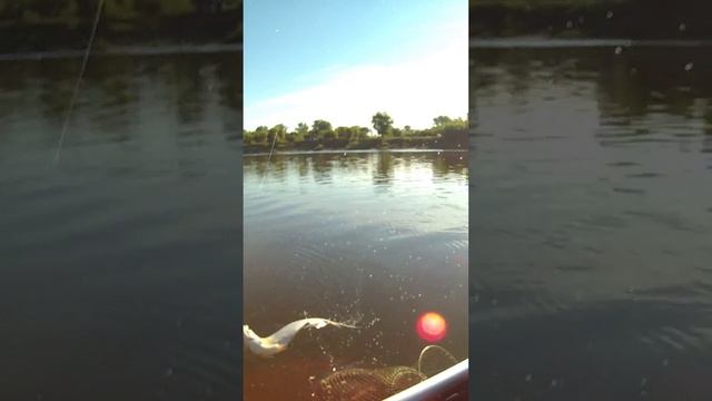 Ловля с лодки на бортовые удочки смотреть онлайн