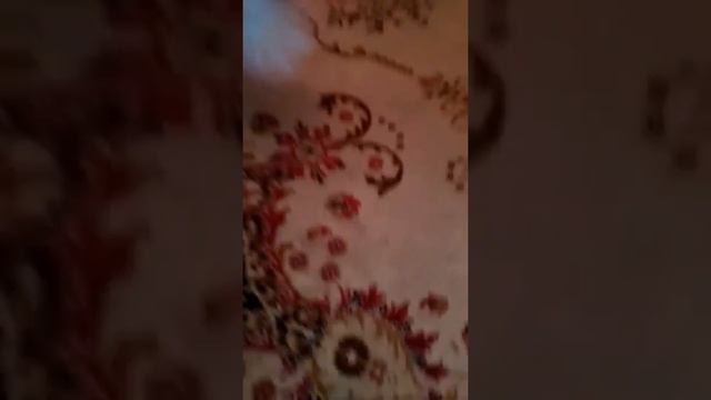 Щенка Мультика дрессируют. смотреть онлайн