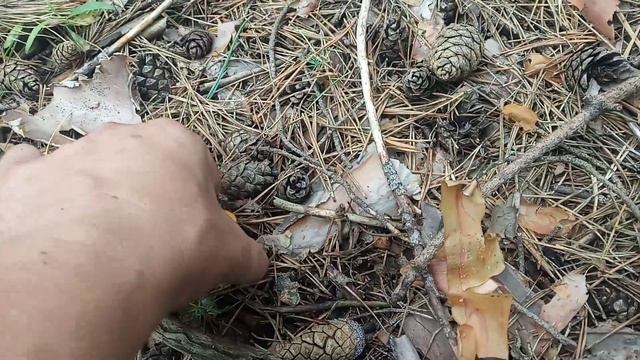 ГРИБЫ ЛИСИЧКИ. Харьковская область. Август 2022. смотреть онлайн