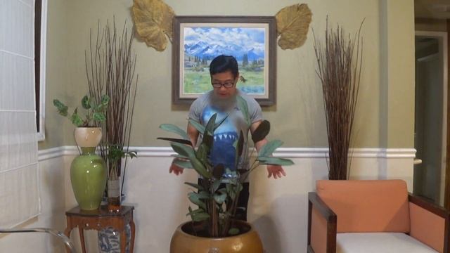 Ctenanthe Setosa - Praying Plant смотреть онлайн