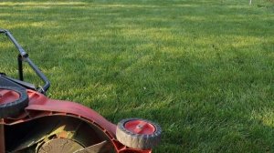 Как влияет высота травы после покоса на качество газона