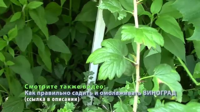 Живая изгородь из винограда. Просто и ПОЛЕЗНО! Живая изгородь своими руками! Ландшафтный дизайн!