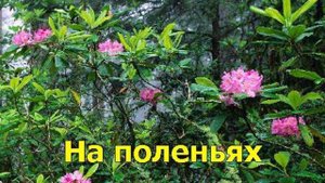 караоке в землянке