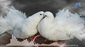 ГОЛУБИ ЦЕЛУЮТСЯ НА КРЫШЕ