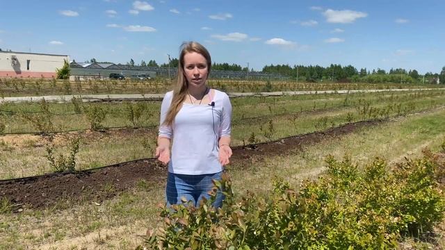 Почему у голубики краснеют листья? | Ягодная долина смотреть онлайн