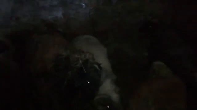 конфликт двух кошкаров. смотреть онлайн