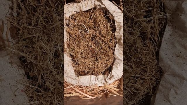 жизнь сверчков #shorts смотреть онлайн