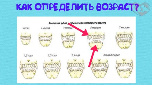 Как узнать возраст щенка по зубам фото Как определить возраст собаки по зубам! - смотреть видео онлайн от "Сделай Свой 