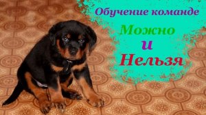 Можно и Нельзя обучение командам щенка, приучение щенка к его кличке